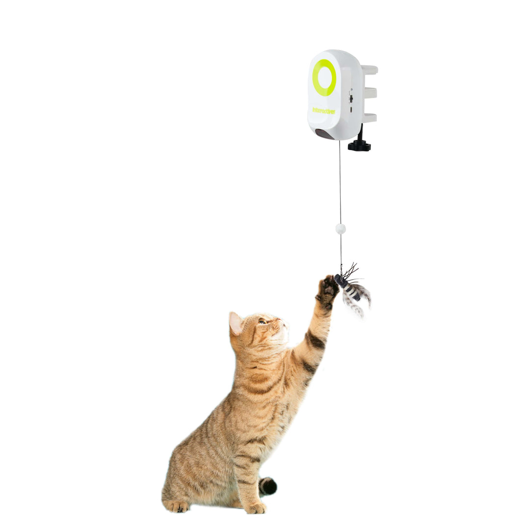 All For Paws Interactives Yoyo Bug Cat Toys