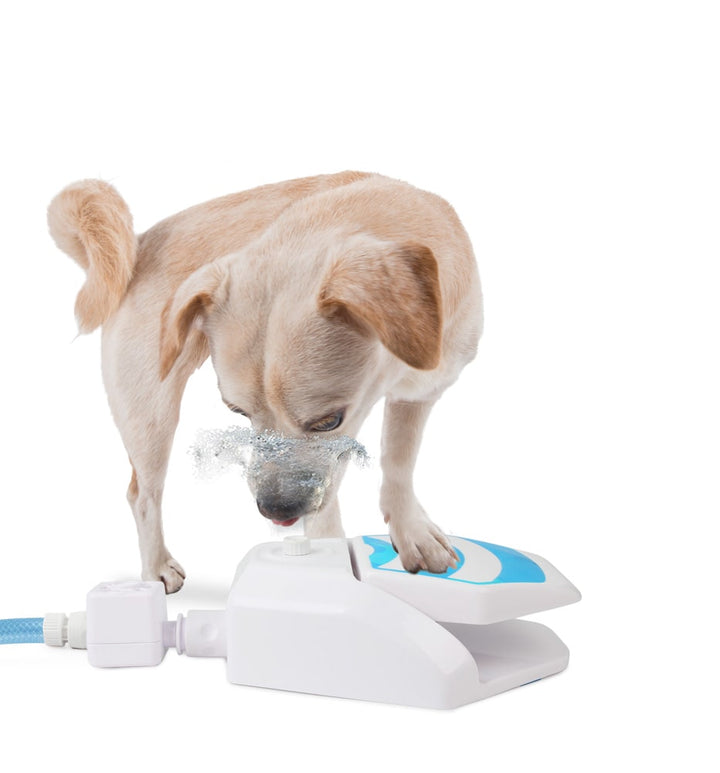 All For Paws Interactive Dog Water Fountain