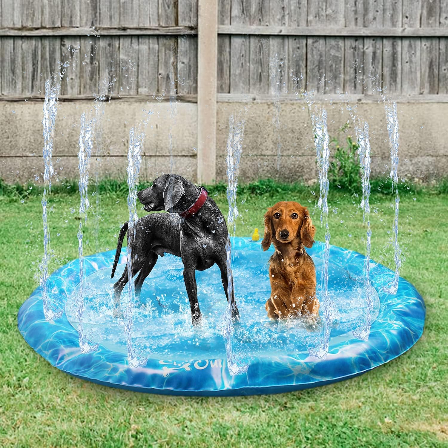 Splash time dog fashion pool